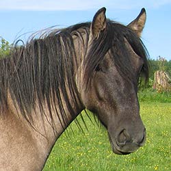 Piper pony        